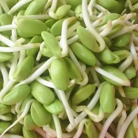 ลูกเหรียง (Petai Bean) 100g **รอบจัดส่ง 9/6/26**