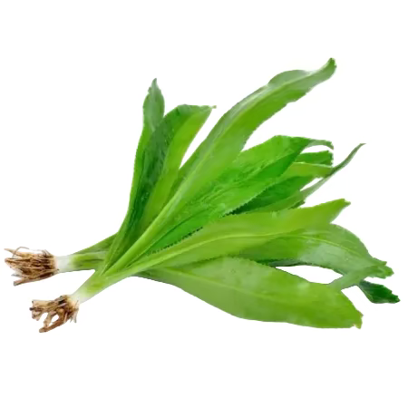 ผักชีฝรั่ง (Stinking Parsley) 100g
