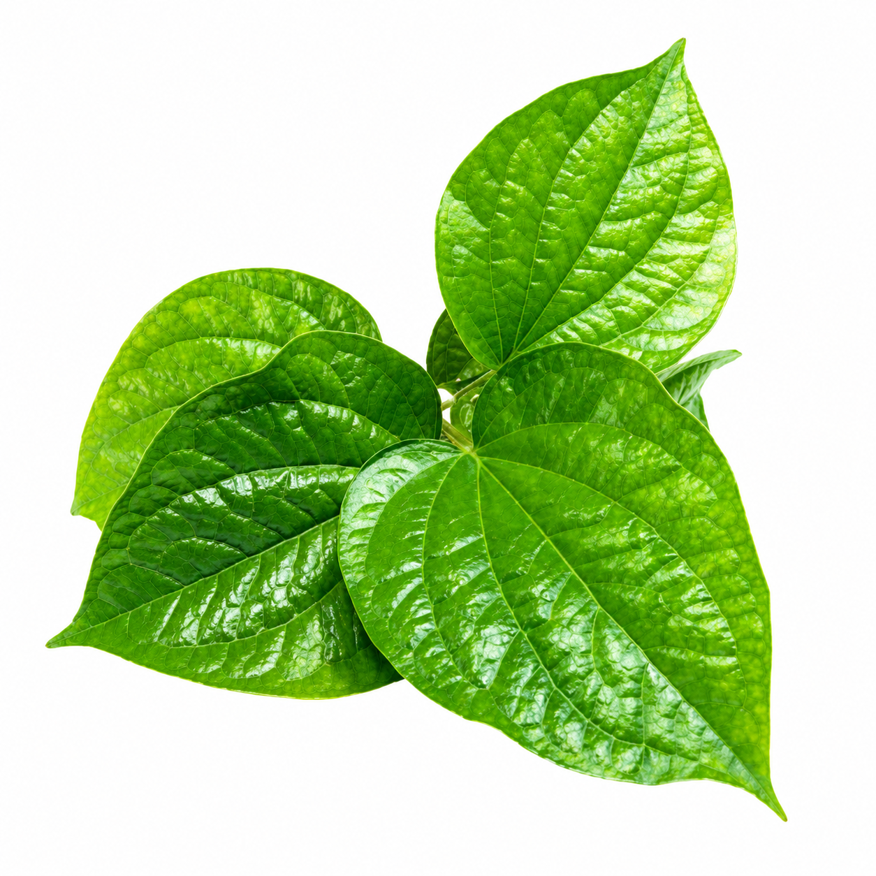 ใบชะพลู (Bai Cha Plu Leaf) 100g